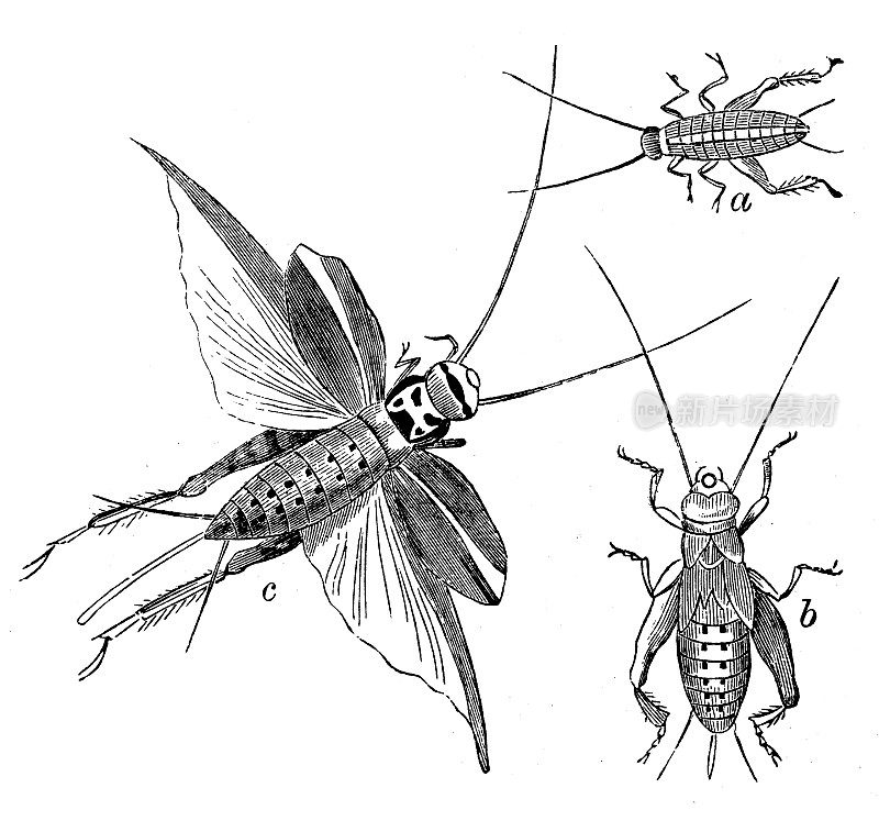 家蟋蟀(gryllus domesticus)的古董插图